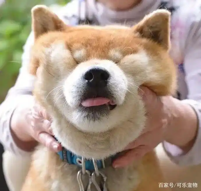 柴犬就是"行走的表情包",又蠢又萌又可爱,果真颜值即是正义