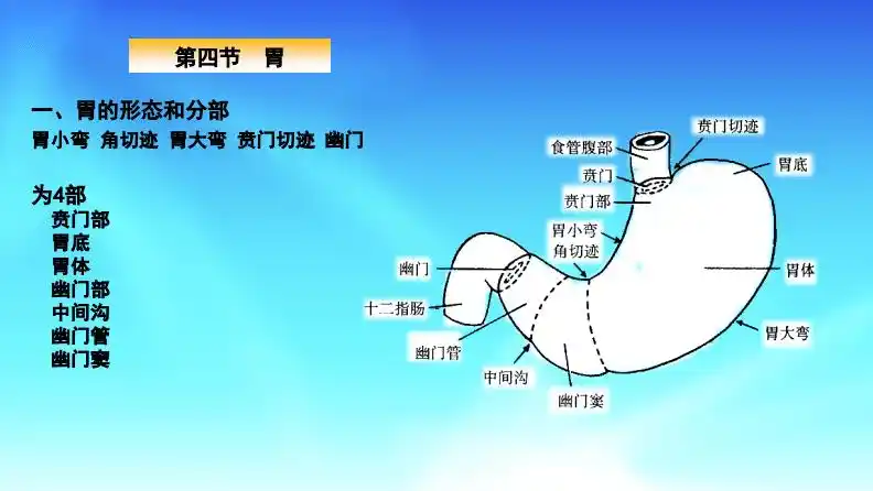 05第五章消化系统-胃,小肠.pdf 8页