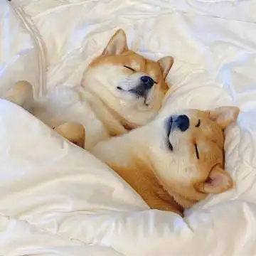 早安珊迪 早安比奇堡 早安比基尼海滩的每一顿海鲜大餐  #情侣头像