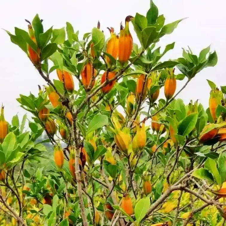 新鲜现晒 山栀子 山栀黄果新货 无硫野生黄枝子#中草药 #植 - 抖音