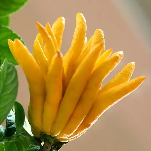 佛手果 金华佛手鲜果 新鲜佛手柑 佛手瓜 1斤 现摘现发