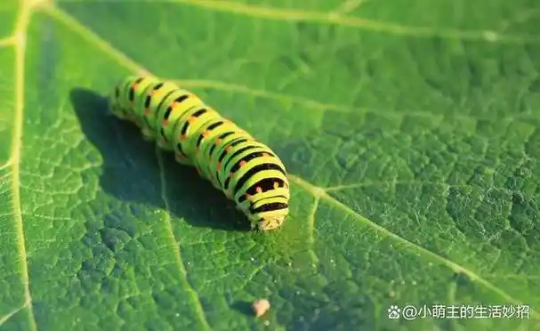 十大最可爱的小虫子都有哪些
