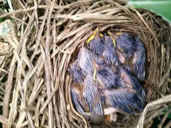 画眉鸟雏鸟难得学会这招让你年年都有成窝的雏鸟