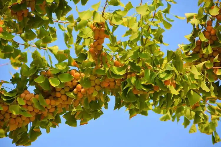 成熟的银杏果,原创拍摄|银杏果|原创|拍摄_新浪新闻