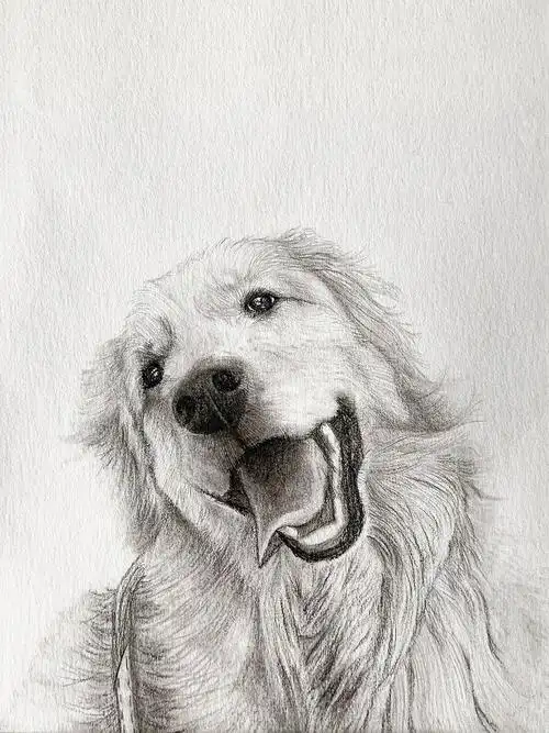 劳拉宠物中高端定制画金毛