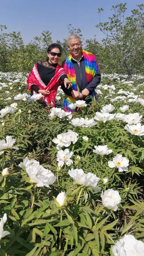 5.2转之队云丘山冰洞之旅(三)赏山西古县牡丹花