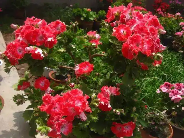 欣赏| 59个天竺葵常见品种超美图鉴,你家里种了哪种?